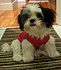 What Do You Know About Shih Tzus?