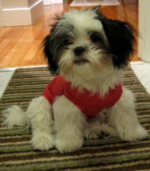What Do You Know About Shih Tzus?
