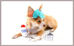 Do Tell: Have You Ever Used Human Meds on a Pet? Do Tell: Have You Ever Used Human Meds on a Pet?
