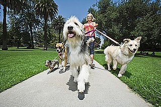 Do Your Dogs Walk Solo or Part of a Pack?