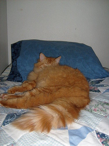 Spoiled Kitty