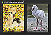 Use a Few Free Minutes to Play Our Baby Animal Faceoff! 