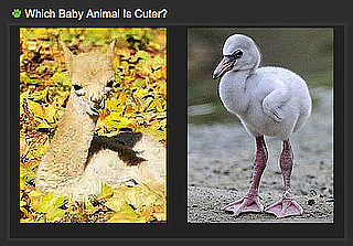 Use a Few Free Minutes to Play Our Baby Animal Faceoff! 