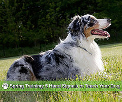 Hand Signals For Dogs