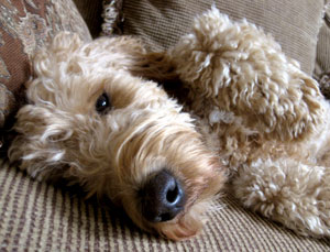 Living With Pet Allergies