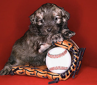 Kick Off Baseball Season With These Things For Dogs