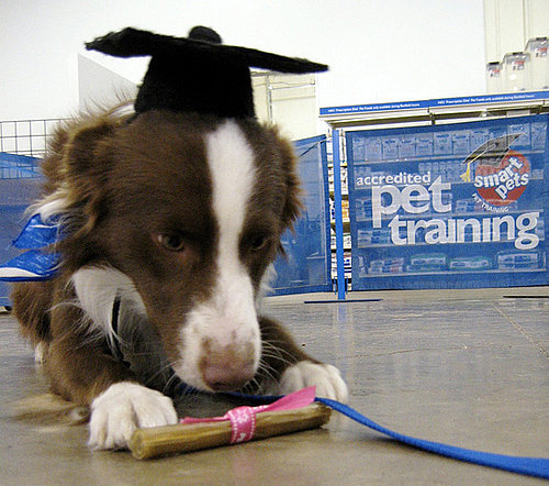 Should My Dog Go to Obedience School?