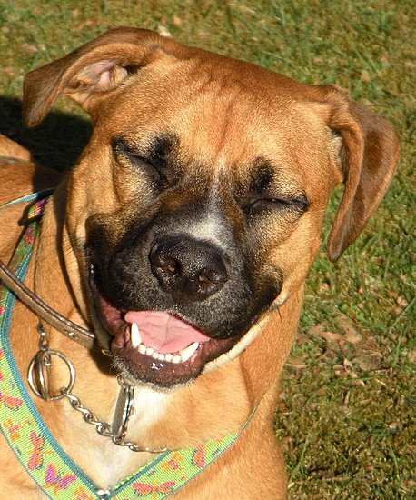 Happy Harlow