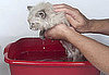 Find Best Cat Shampoos