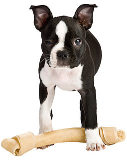 Do Dog Ears Droop When Teething