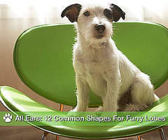 Pictures of Common Ear Shapes For Dogs
