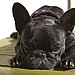 Blunt-Tipped Ears