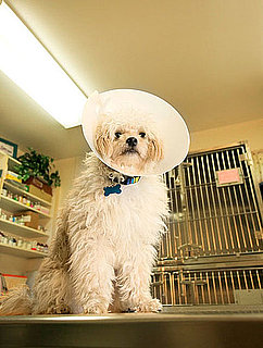 First Aid Things Pet Owners Should Know