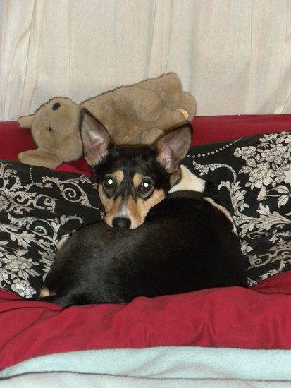 Zena