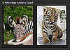 Pick the Cuter Zoo Baby For a Chance to Win! 2010-04-21 04:00:04