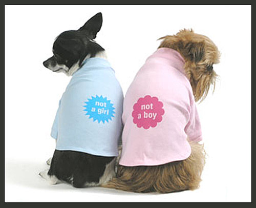 Not a Girl and Not a Boy Shirts For Dogs