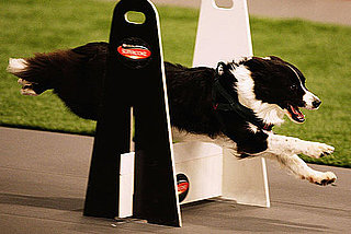 Border Collie Facts