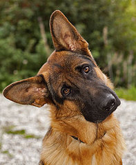All About German Shepherd Dogs