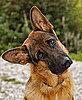 All About German Shepherd Dogs