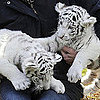 Baby Tigers, Boston Terriers and More Things We Saw This Week