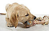 Bones Are Bad For Dogs