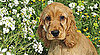 All About Cocker Spaniels