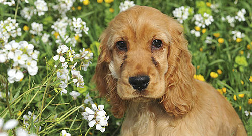 All About Cocker Spaniels