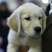 What Are the Most Popular Dog Breeds? 2010-07-06 04:00:46