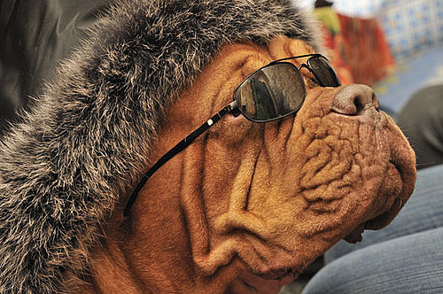 Fetch Club in NYC a Nightclub For Dogs