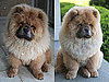 Martha Stewart PetSmart Products