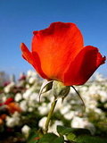 Coronado Rose Garden
