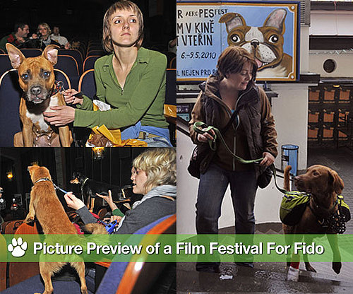 Pictures of Film Festival For Dogs