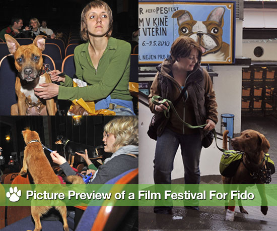 Pictures of Film Festival For Dogs Pictures of Film Festival For Dogs