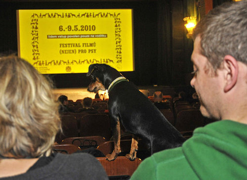 Could Your Dog Sit Through a Flick? Could Your Dog Sit Through a Flick?