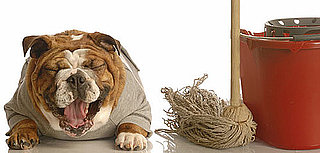 DIY Pet Pee Cleaning Solution