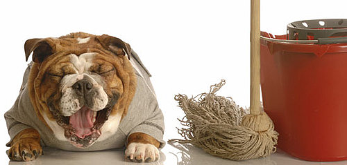 DIY Pet Pee Cleaning Solution