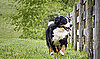 All About Bernese Mountain Dogs