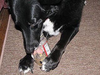 What's Your Take: Is Sharing Peanut Butter With a Pet a Crime? 