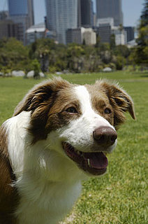 What Makes a Good Dog Park