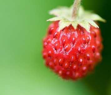 What Are Fraises du Bois? What Are Fraises du Bois?