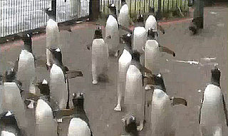 Penguins Celebrate Star Wars Day and Facebook's New Anti-Privacy "Connections"