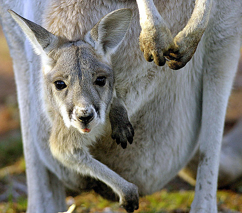 Kangaroo Pregnancy Trivia