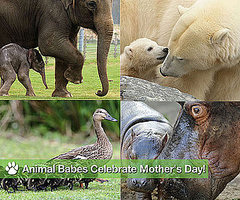 Pictures of Baby Animals and Their Mothers