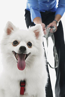 Interviewing Pets Before Renting Apartments