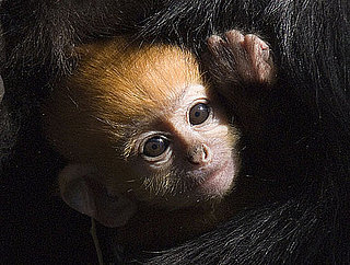 Pictures of Francois Langur Monkeys