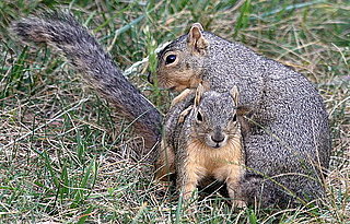 Pictures of Squirrels Playing Leapfrog