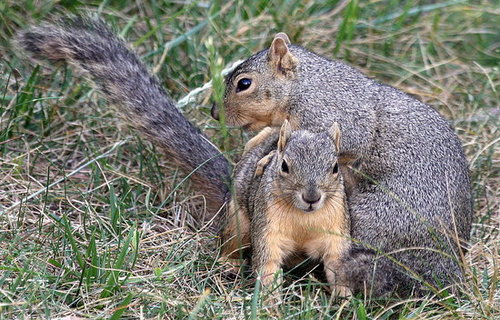 Pictures of Squirrels Playing Leapfrog