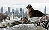 Adopting a Pet Before Having a Baby