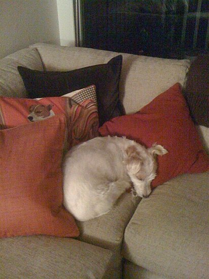 Her favorite spot on the couch: curled up with her portrait pillow Her favorite spot on the couch: curled up with her portrait pillow