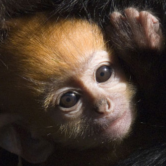 Biggest PetSugar Stories of the Week Biggest PetSugar Stories of the Week